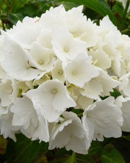 Schneeball - Hydrangea macrophylla (Fleurs rondes)