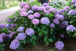 Splendens - Hydrangea macrophylla (Fleurs rondes)