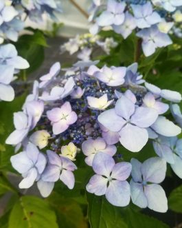 Tyrano - Hydrangea macrophylla (Fleurs plates)