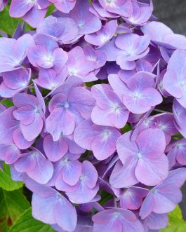 Tödi - Hydrangea macrophylla (Fleurs rondes)