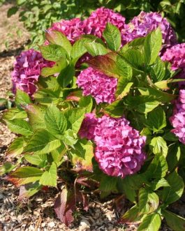 Triomphe - Hydrangea macrophylla (Fleurs rondes)