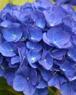 Trotsburg - Hydrangea macrophylla (Fleurs rondes)