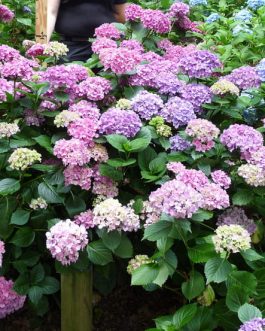 Vespa - Hydrangea macrophylla (Fleurs rondes)