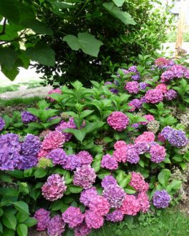 Vorster Frührot - Hydrangea macrophylla (Fleurs rondes)