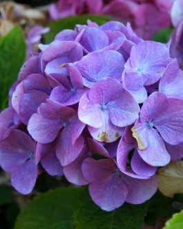 Wildenstein - Hydrangea macrophylla (Fleurs rondes)