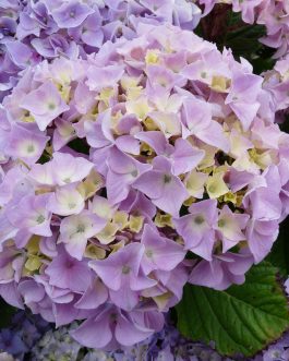 Yvonne Cayeux - Hydrangea macrophylla (Fleurs rondes)