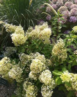 Bobo - Hydrangea paniculata