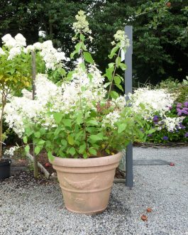 Brussels Lace - Hydrangea paniculata
