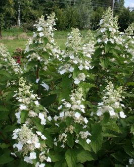 Everest - Hydrangea paniculata