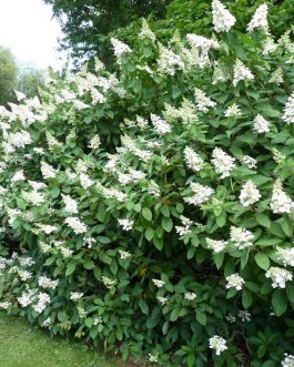 Tardiva - Hydrangea paniculata