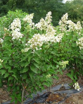 Unique - Hydrangea paniculata