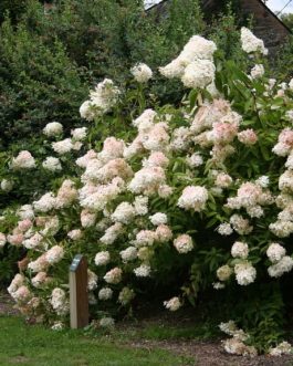 Webb's variety - Hydrangea paniculata