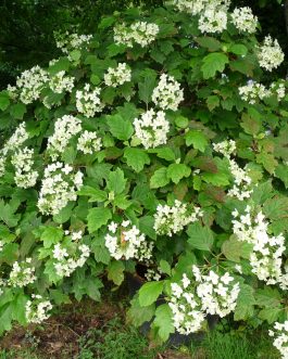Snow flake - Hydrangea quercifolia