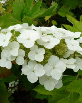Alice - Hydrangea quercifolia