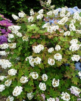 Snow queen - Hydrangea quercifolia