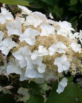 Tennessee clone - Hydrangea quercifolia