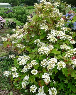 Tennessee clone - Hydrangea quercifolia