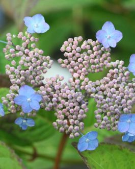 Koreana - Hydrangea serrata