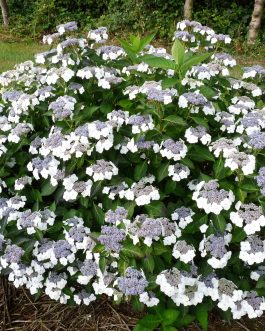 Belzonii - Hydrangea serrata