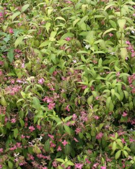 Janis Joplin - Hydrangea serrata