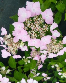 Professeur Lida - Hydrangea serrata