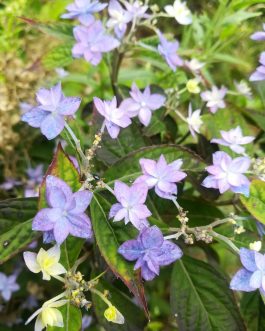 Prolifera - Hydrangea serrata