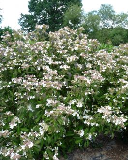 Pulchra - Hydrangea serrata