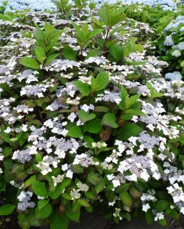Ramis Pictis - Hydrangea serrata