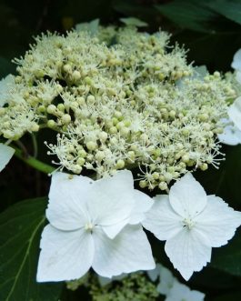 Shiro gaku - Hydrangea serrata