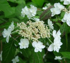 Shirotae - Hydrangea serrata