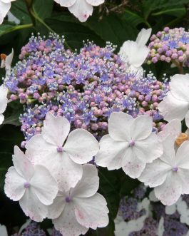 Tokyo Delight - Hydrangea serrata
