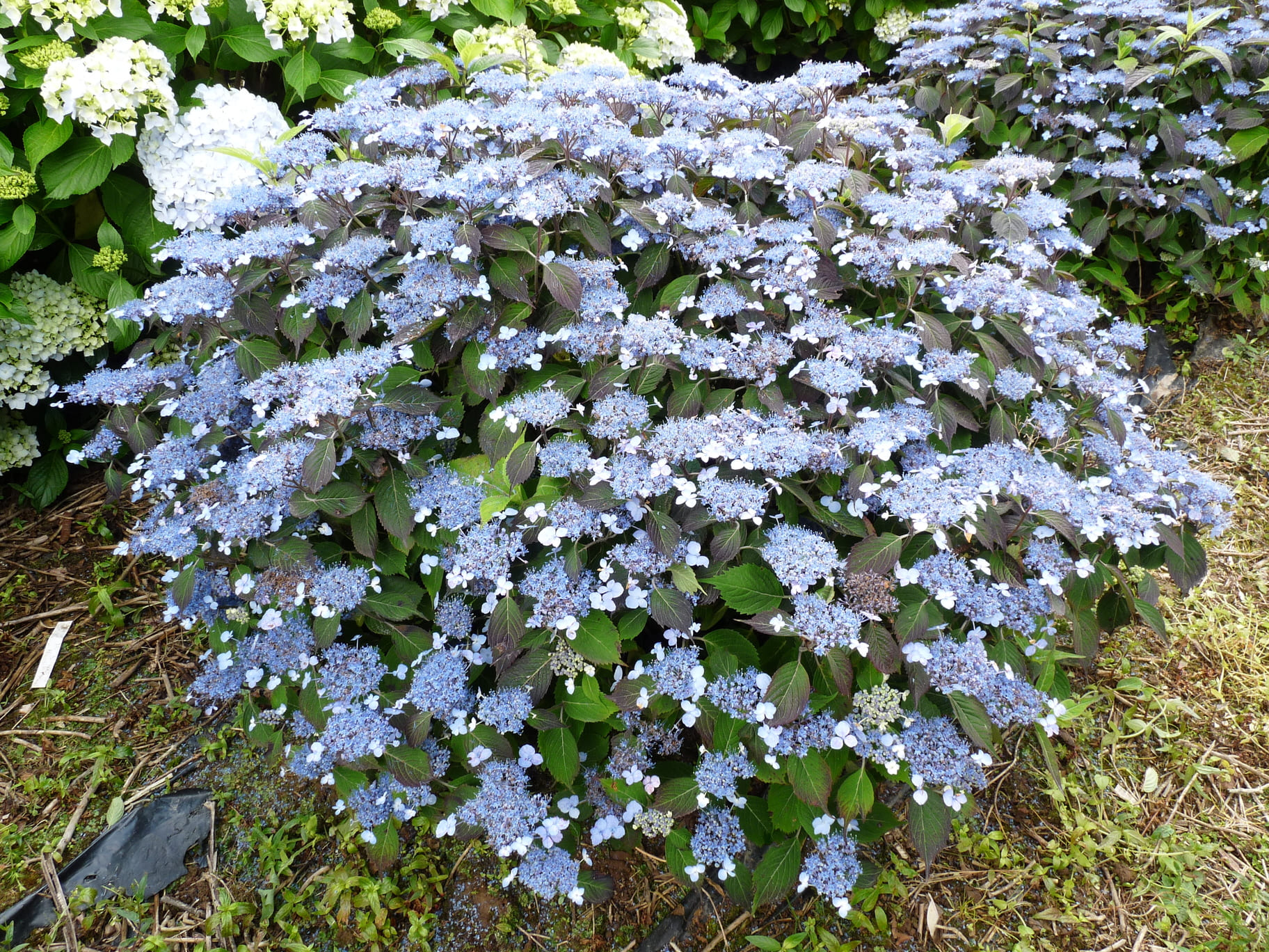Woodlander - Hydrangea serrata – Image 3