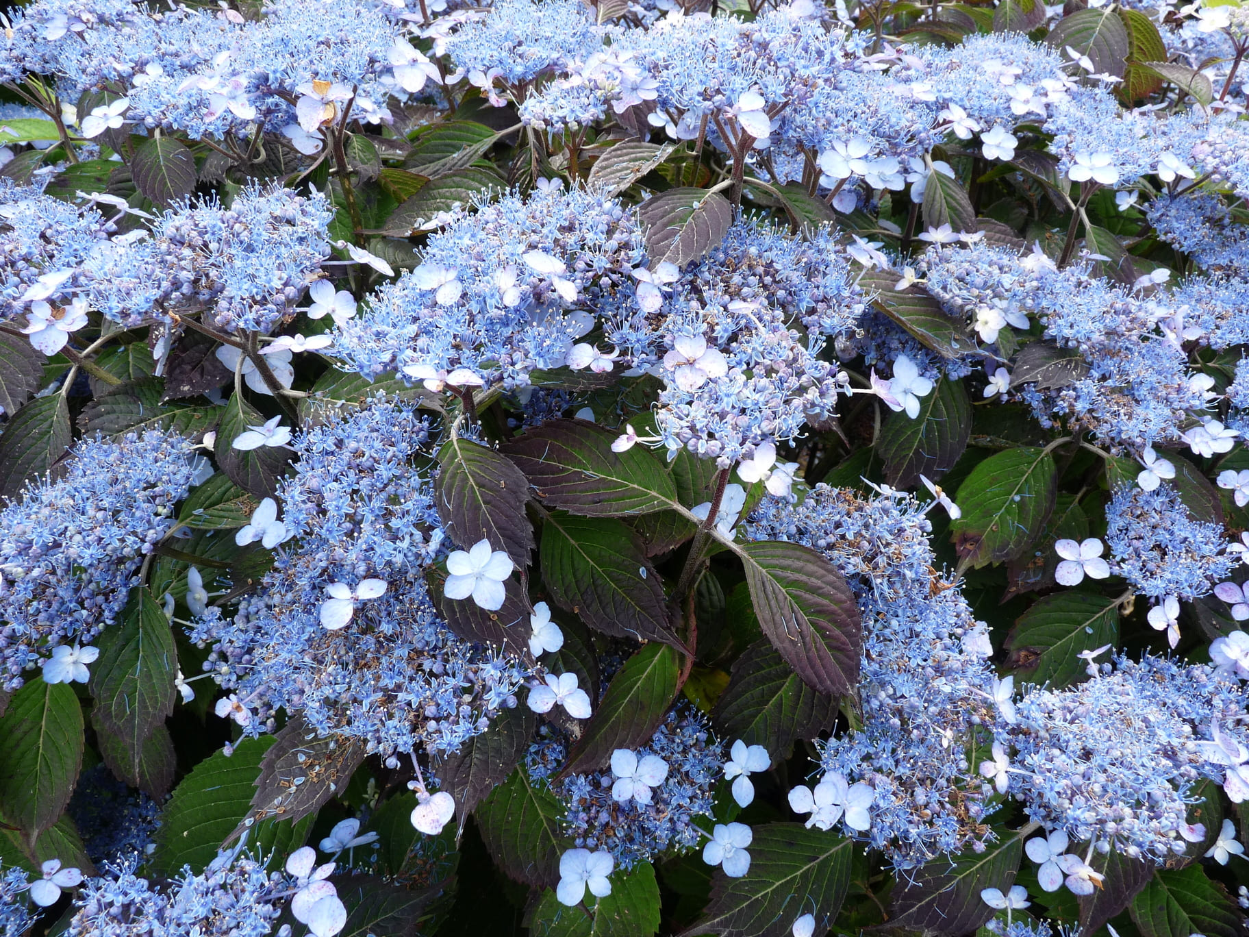 Woodlander - Hydrangea serrata – Image 2