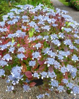 Woodlander - Hydrangea serrata