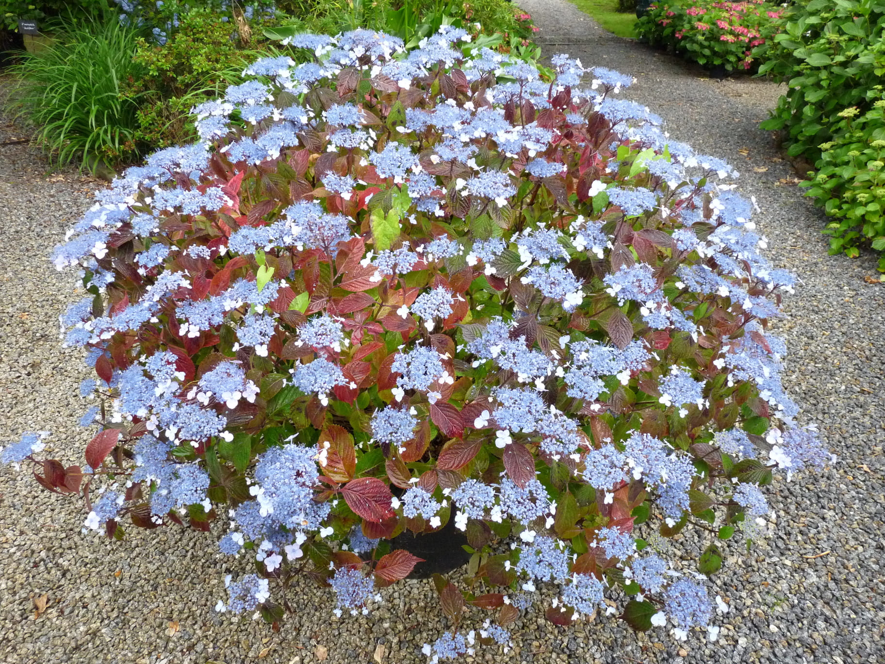 Woodlander - Hydrangea serrata