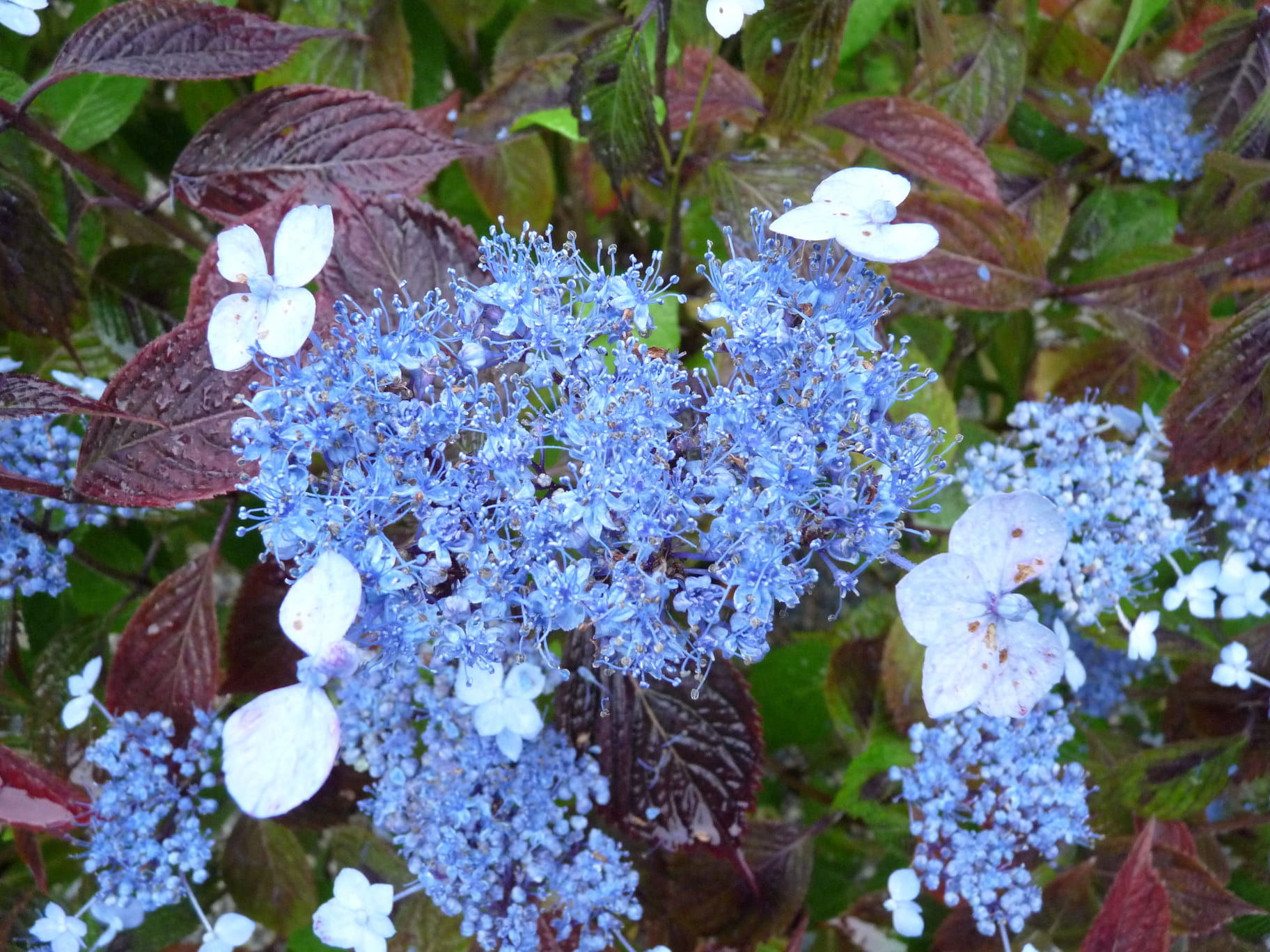 Woodlander - Hydrangea serrata – Image 4