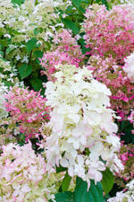 Pink Lady - Hydrangea paniculata