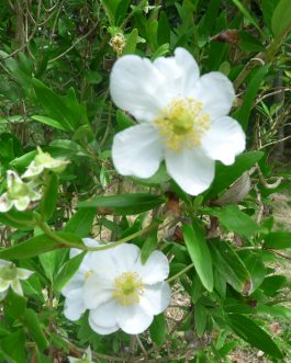 Carpentéria Californica - Autres Hydrangea