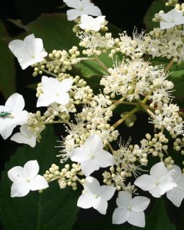 Willy - Hydrangea heteromalla