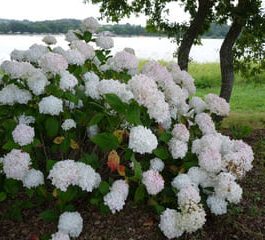 Thomas Hogg - Hydrangea macrophylla (Fleurs rondes)
