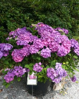 Constellation - Hydrangea macrophylla (Fleurs rondes)