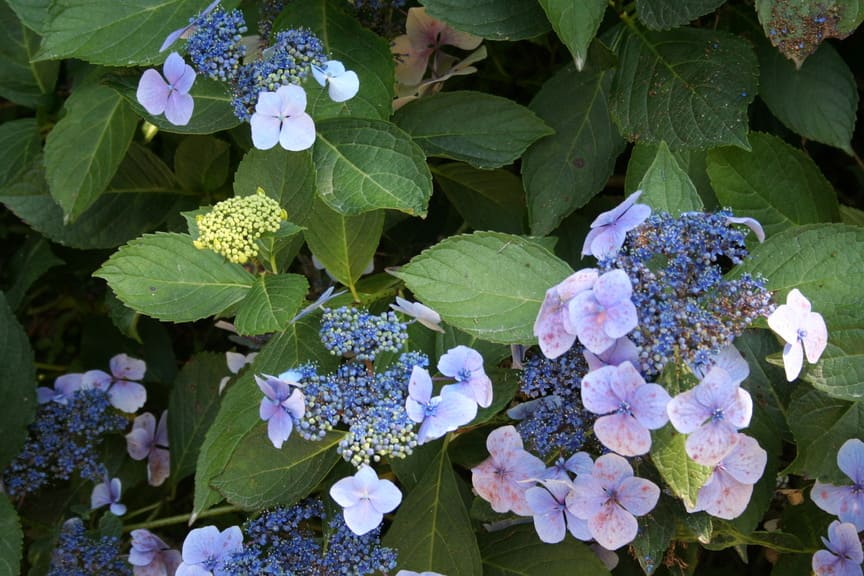 Hortulanus Witte - Hydrangea macrophylla (Fleurs plates) – Image 2