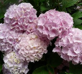Pompadour - Hydrangea macrophylla (Fleurs rondes)