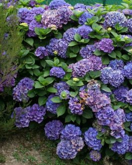 Schöne Bautznörin - Hydrangea macrophylla (Fleurs rondes)