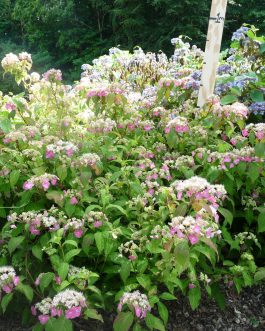 Toujours rose - Hydrangea macrophylla (Fleurs rondes)