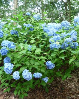 Wryneck - Hydrangea macrophylla (Fleurs rondes)