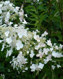Peewee - Hydrangea paniculata
