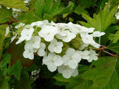 Burgundy - Hydrangea quercifolia