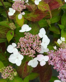 Beni yama - Hydrangea serrata