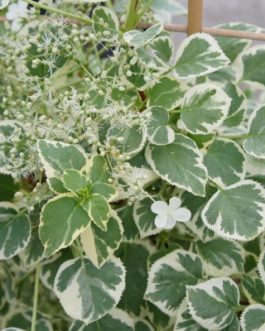 Pétiolaris Silver linning - Hydrangea Grimpant